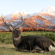 Разведение оленей фото