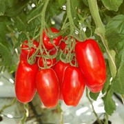 Семена томатов F1 Имитатор фотография