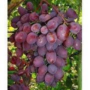 Саджанці винограду фото