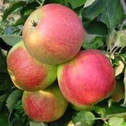 Яблоки Джонаголд