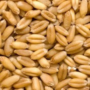 Пшеница зерновые культуры