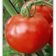 Семена томата (помидора) Прима F1 5 г.