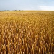 Семена озимой пшеницы сорта Богдана фото
