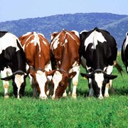 Кормовая добавка для повышения продуктивности у крупного рогатого скота Карни-про фото