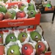 Продаем манго из Испании фотография