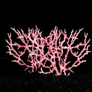 Коралл пластиковый большой 24,5 х 4 х 19 см, розовый фотография
