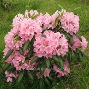 Рододендрон Rhododendron MRS. NANCY DIPPEL C4 фотография