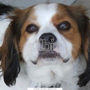 Вакцинация собак фотография