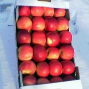 Яблоки Красный рубин фото