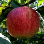 Оптовая продажа яблок - Боровинка фото