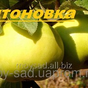 Саженец яблони осеннего срока созревания Антоновка