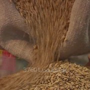 Зерно пшеница, рожь, овес голозерный, ячмень голозерный, спельта фотография