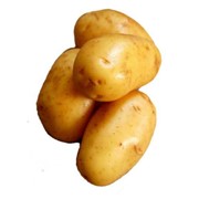 Семенное хозяйство реализует картофель элитных сортов Свитанок Киевский