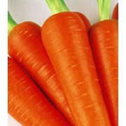 Морковь Абако фотография