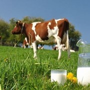Молоко коровье, 1 л Молоко коровье, 1 л фото