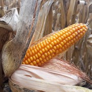 Семена кукурузы ДН Пивиха ФАО –180 