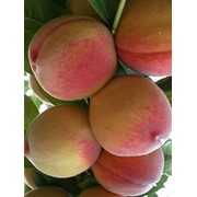 Персики коллинс в Молдове фото