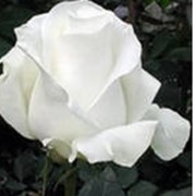 Белые розы фото