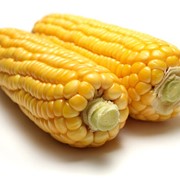 Кукуруза в початках