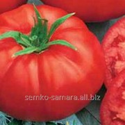 Семена томатов Арлетта F1
