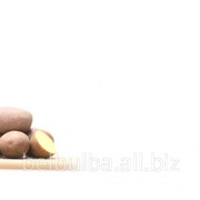 Картофель семенной Астерикс 2РС фото