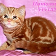 Британский котик красный мрамор фото