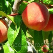 Саженцы персика сорт "Редхейвен" оптом и в розницу