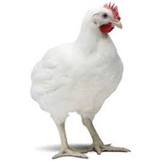 Цыплята Бройлера Кобб 500 Живым весом фото