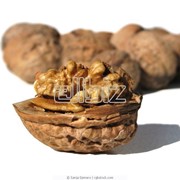Грецкие орехи,купить,Украина фотография