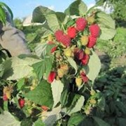 Саженцы малины купить в Украине фотография