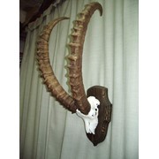 Рога козерога. фото