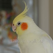 Попугай корелла - альбинос фото