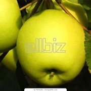 Яблоки Голден фото