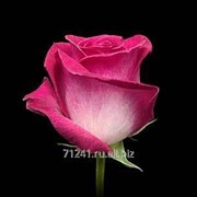 Срезанный цветок Роза Верди