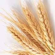 Семена озимой пшеницы Антонивка