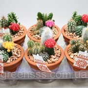 Кактус композиция -- arrangements Cactus