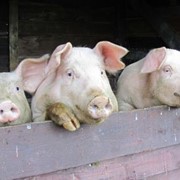 Свині у живій вазі (м'ясна порода), купити оптом, під замовлення фото