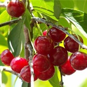 Саженцы вишни Шалунья фото