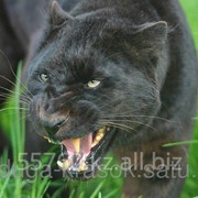 Картина стразами Пантера в траве - 30х40см фотография