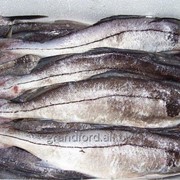 Рыба Пикша ПБГ 0,5-1 и 1-2 свежемороженая фото