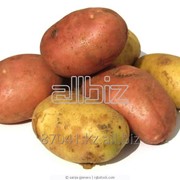 Сортовой картофель, нового урожая, 2016 фотография