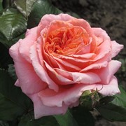 Саженцы роз Amour de Molène фото