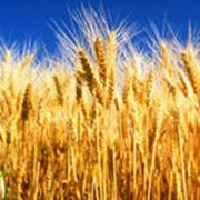 Выращивание пшеницы различных сортов фото
