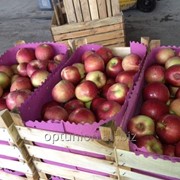 Яблоки со склада в Москве фотография
