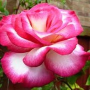 Плетистая роза Haendel