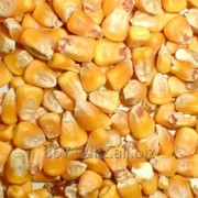 Кукуруза от 1000тн