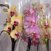 Горшки и вазоны для орхидей фотография