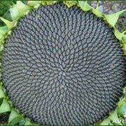 Гибриды семян подсолнечника Лимагрейн. фотография
