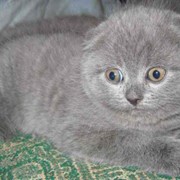 Шотландские котята классических окрасов. фото