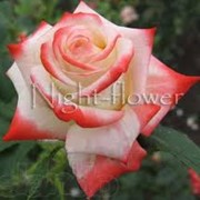 Саженцы роз. Около 50 сортов роз: плетистые, бордюрные, английские, чайно-гибридные. Цена 7-10 грн.